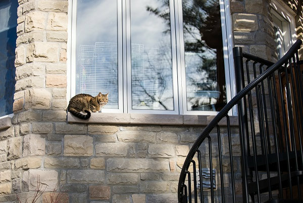 Our cat Jasmine outside on window ledge.